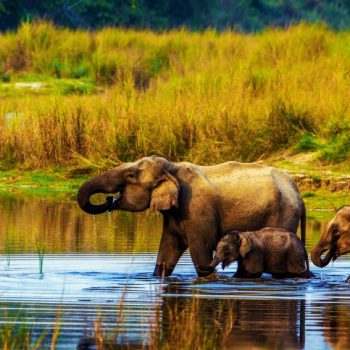 1603265827.sidetrackimageelephant shower