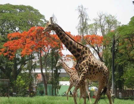 Chamarajendra-Zoological-Gardens