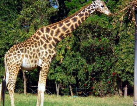 Girraffe at Mysore zoo min 870x555 1 Girraffe-at-Mysore-zoo-min-870x555