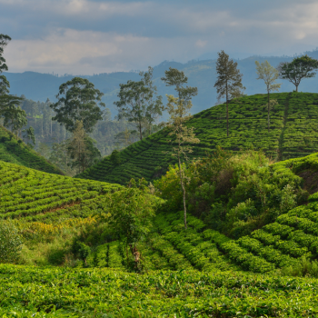 Sri-Lanka-Itinerary-4