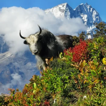 Yak