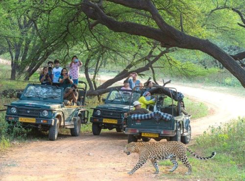 jhalana-safari