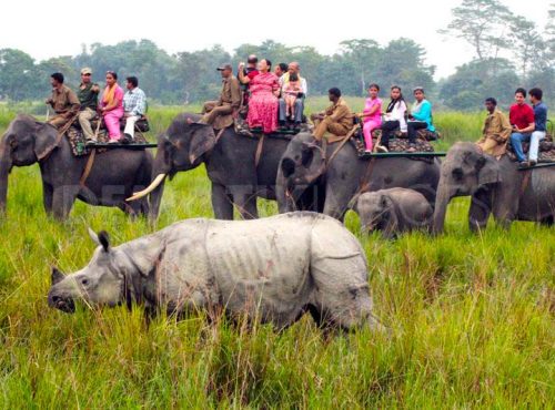 kaziranga-safari